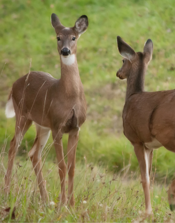 Urban Deer Management 